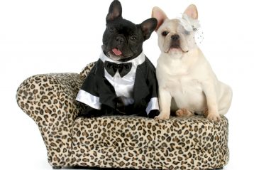French Bulldogs dressed as a bride and groom.