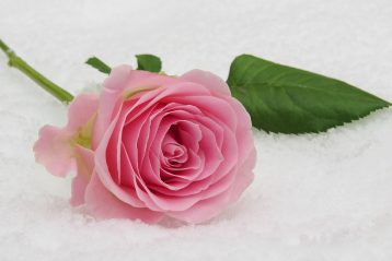 Pink rose on snow.