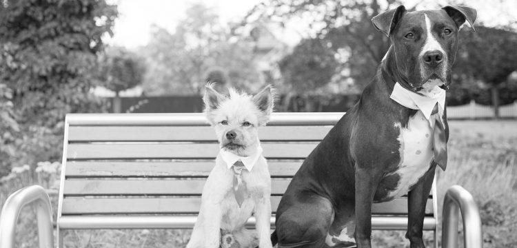 Two dogs on a bench wearing ties.