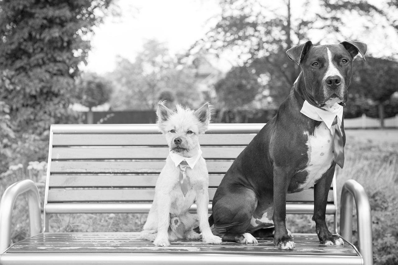 Two dogs on a bench wearing ties.