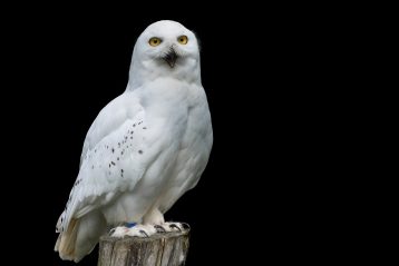 White owl standing on a perch.