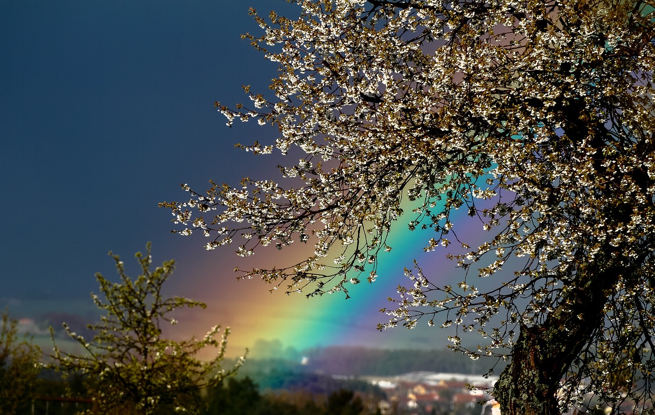 A rainbow behind the leaves of a tree.