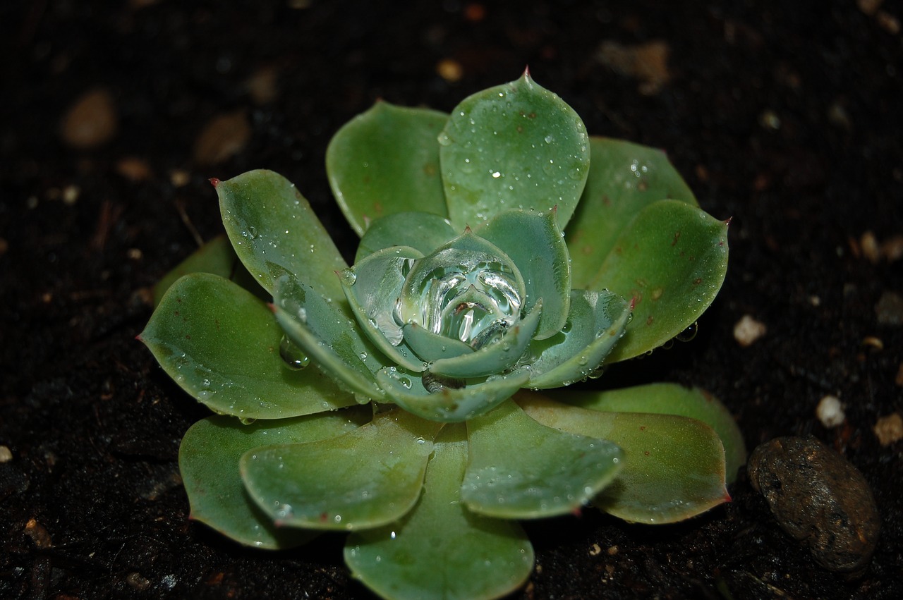 A succulent with drops of dew on it.