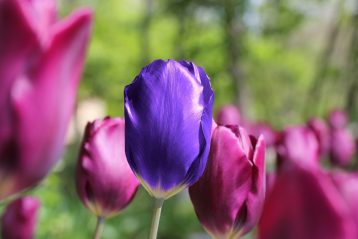 One purple tulip among many pink tulips.