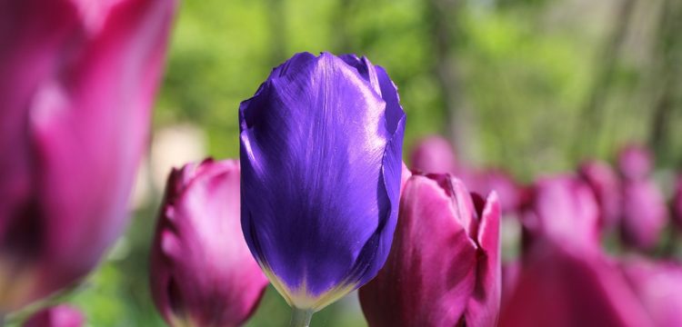 One purple tulip among many pink tulips.
