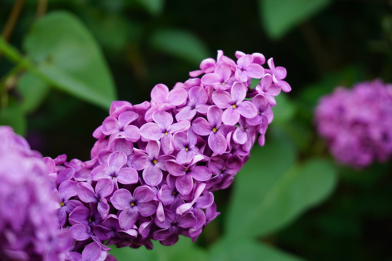 A lilac flower.