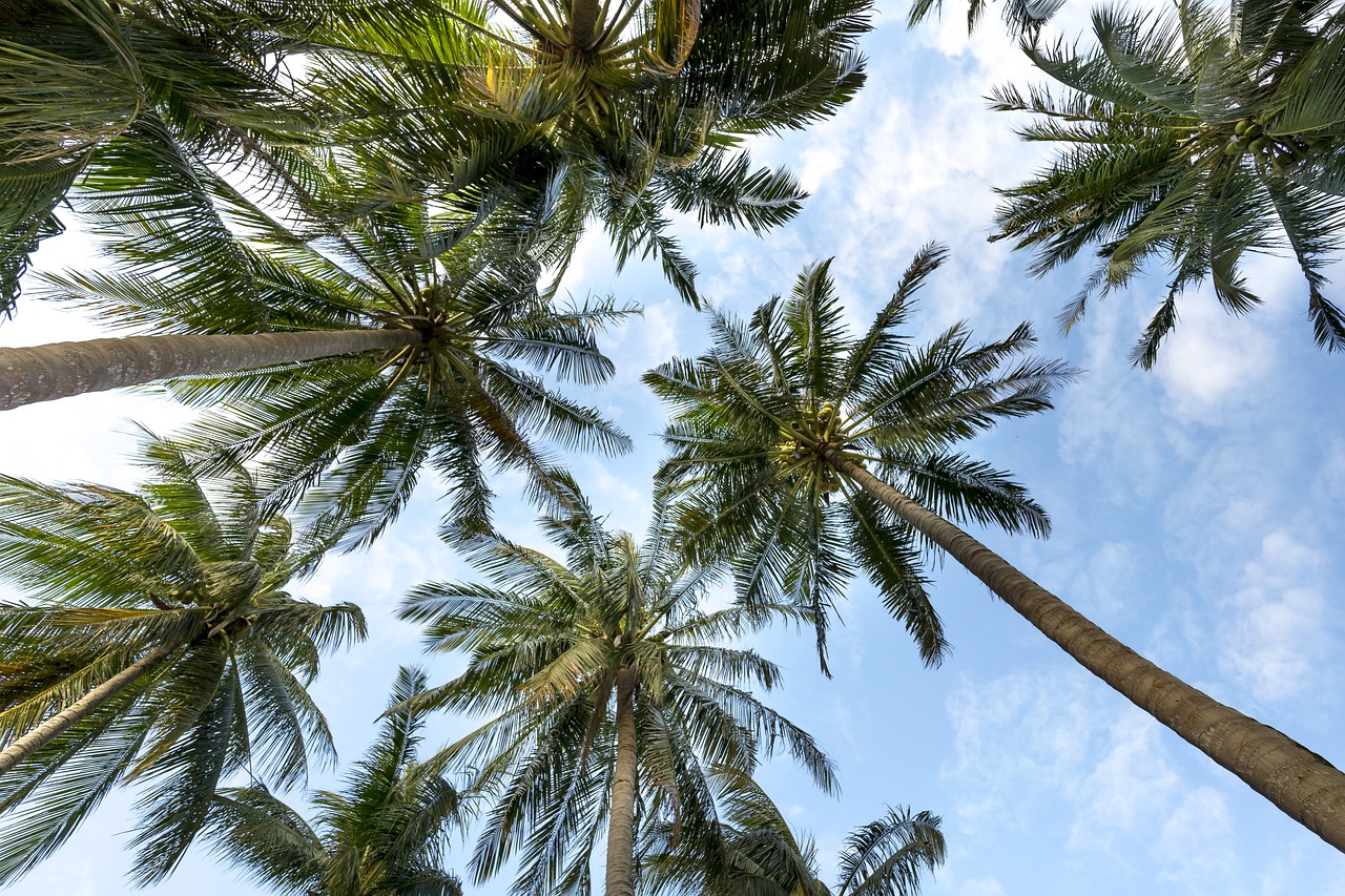 A view looking up at palm trees and a blue sky.