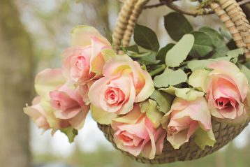 Basket of peach colored roses.