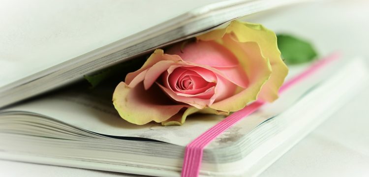 A yellow and pink rose pressed between the pages of a book.