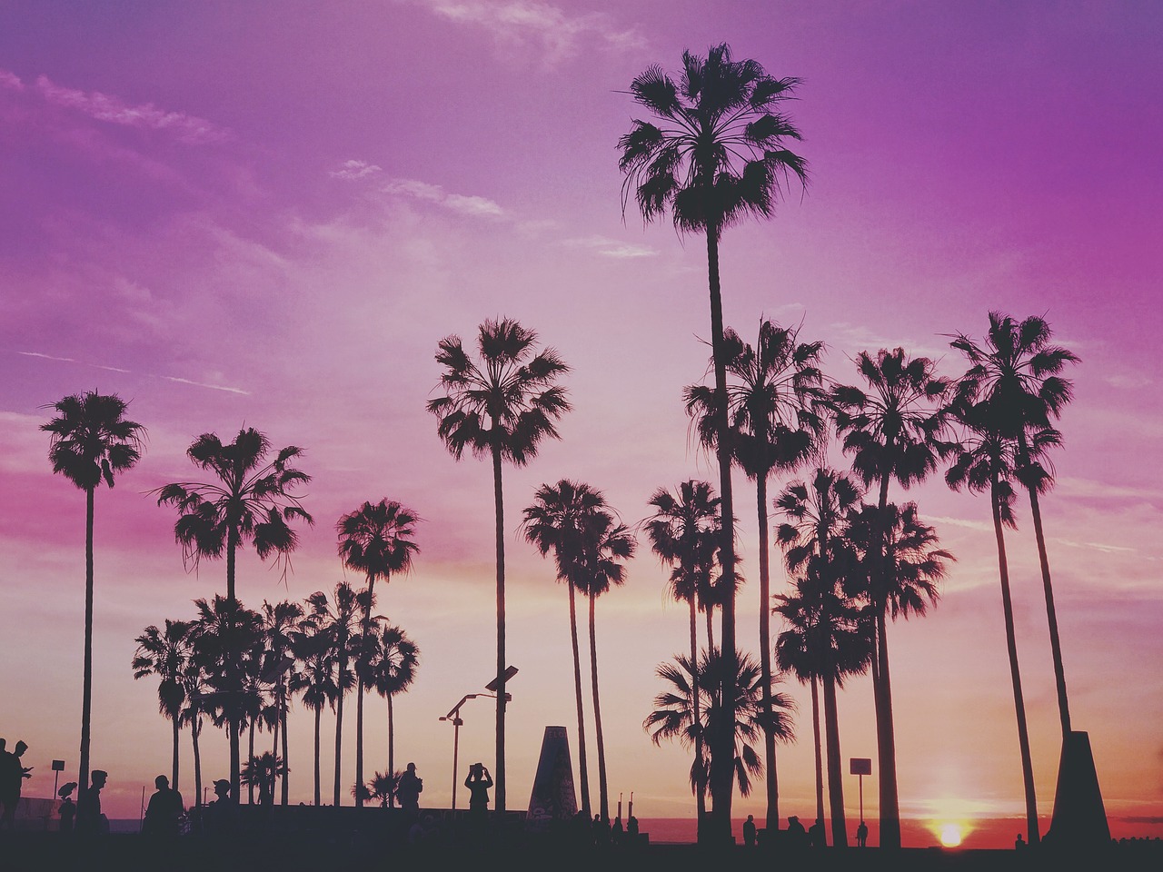 Palm trees in Los Angeles.