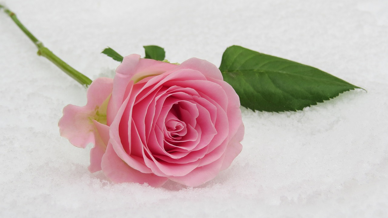 A pink rose lying in the snow.