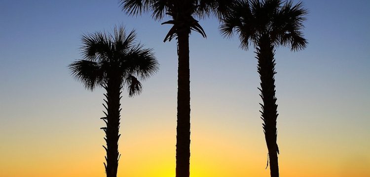 Three palm trees in front of a beautiful sunset.