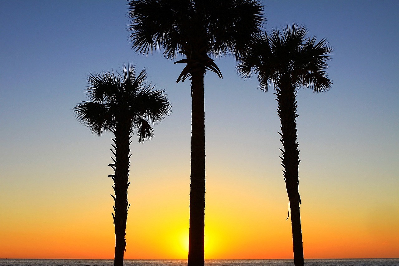 Three palm trees in front of a beautiful sunset.
