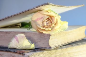 Light pink rose in between pages of an elegant book.
