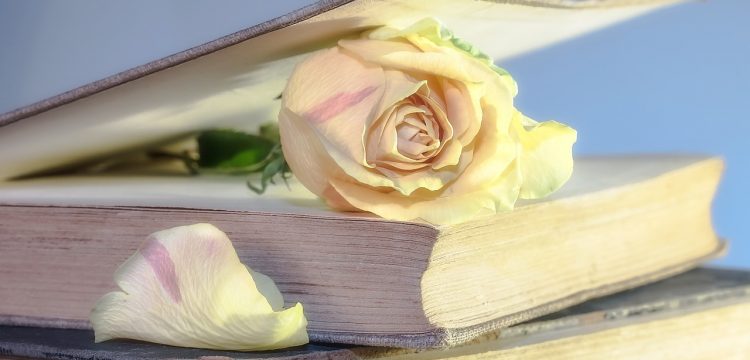 Light pink rose in between pages of an elegant book.
