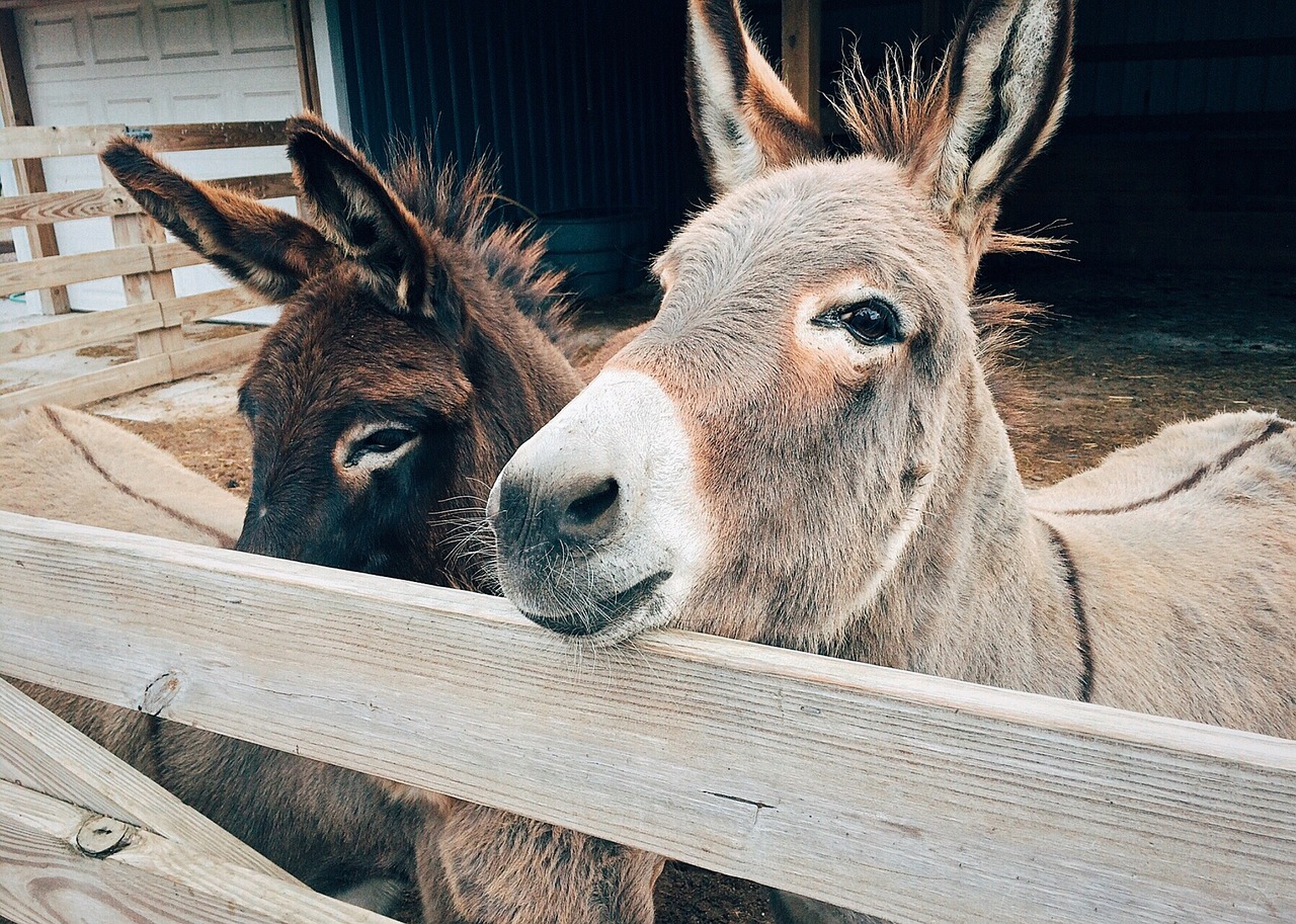 Two donkeys.
