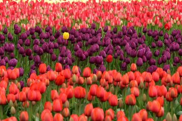 A field of orange and purple tulips with one yellow one in the middle.
