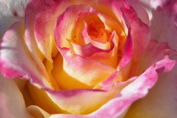Close up of a pink and yellow tea rose.