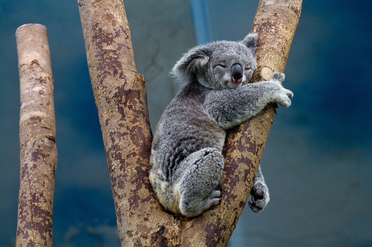Koala bear.