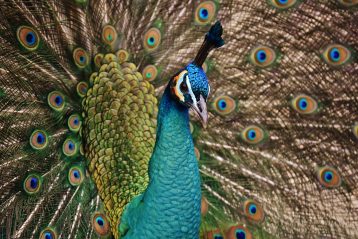 A peacock.