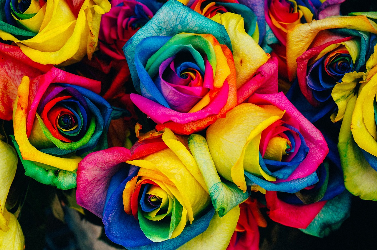 Rainbow colored roses.