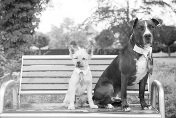 Two dogs wearing bow ties.