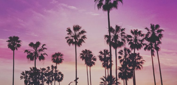 Palm trees in Los Angeles.