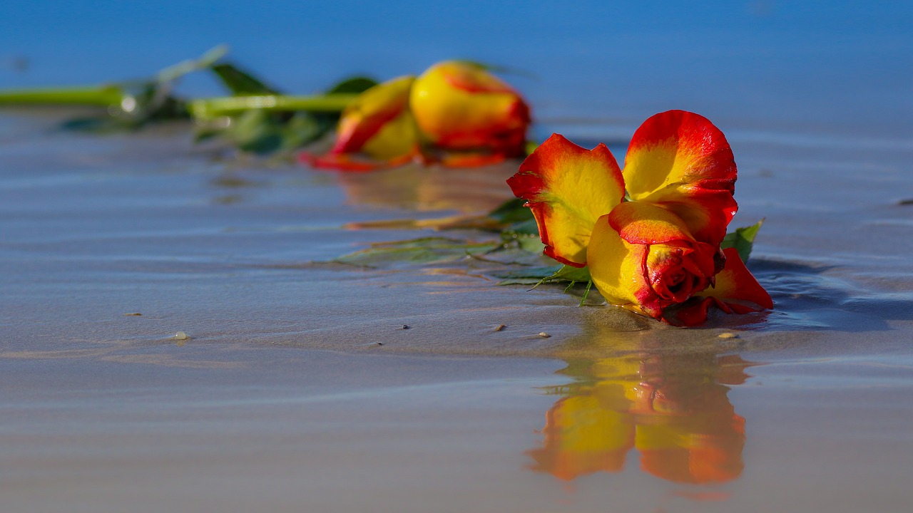Flowers laying in the sand on a beach.