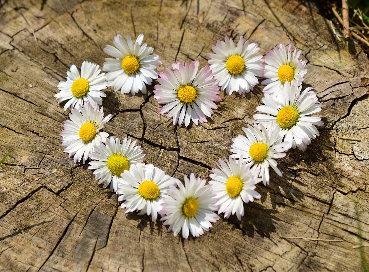 Daisies forming a heart shape.