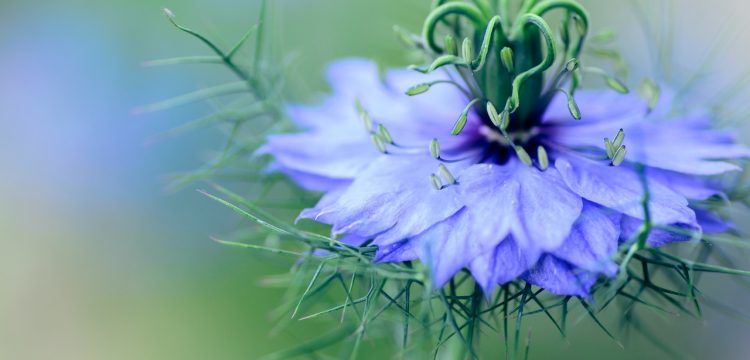 Nigella flower; one of the trends of Summer 2021.