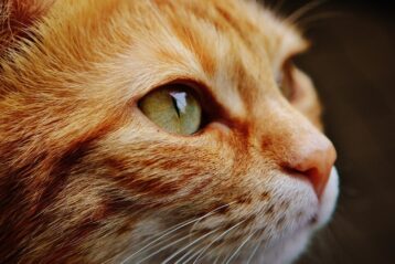 Close up of a ginger cat.