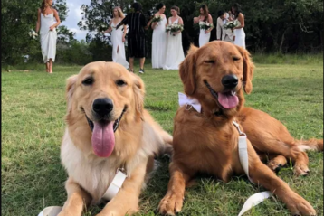pet-coordinating-wedding-service